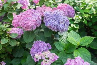 hydrangea hurrah