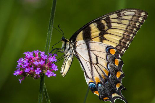 Pollinators Weekend at Wave Hill
