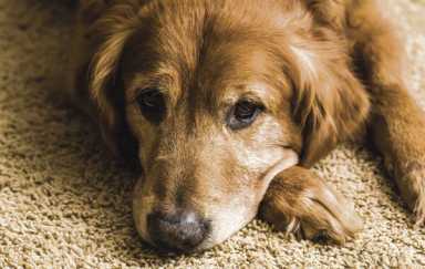 Ten signs you should NOT get a dog