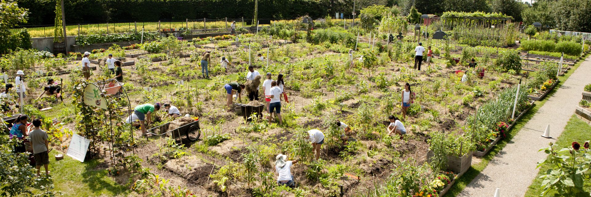 Dig! Plant! Grow! Pickle Me! At New York Botanical Garden