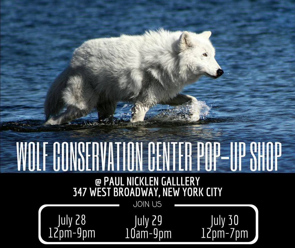 Wolf Conservation Center Pop-Up Shop At Paul Nicklen Gallery
