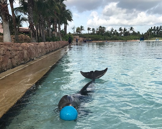 Dolphin Cay at Atlantis