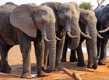 Three Elephants standing next to each other in a straight line