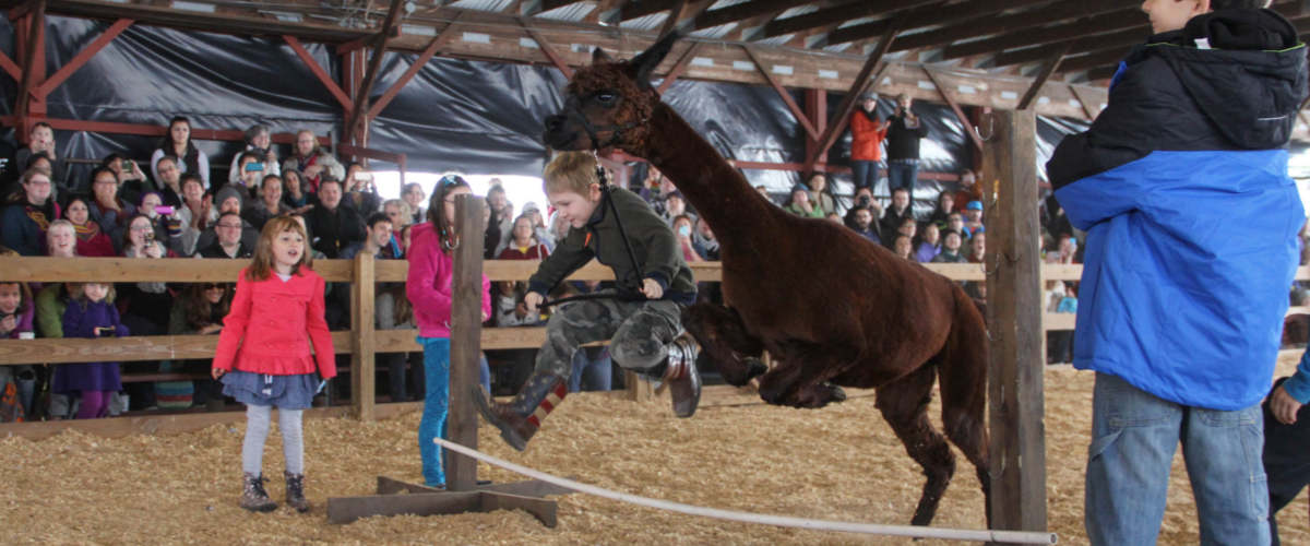New York State Sheep & Wool Festival