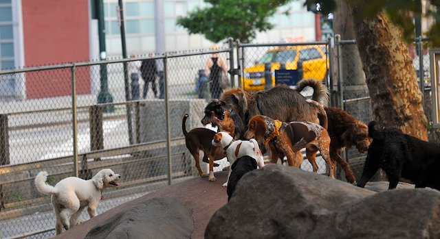 Chelsea Waterside Dog Park