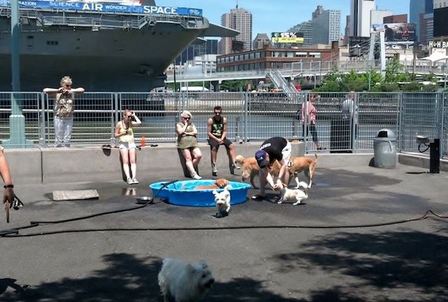 Hudson River Park Pier 84 Dog Run