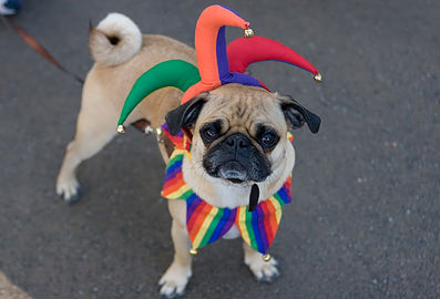 Halloween Howl and Healthy Hound Fair in Carl Schurz Park