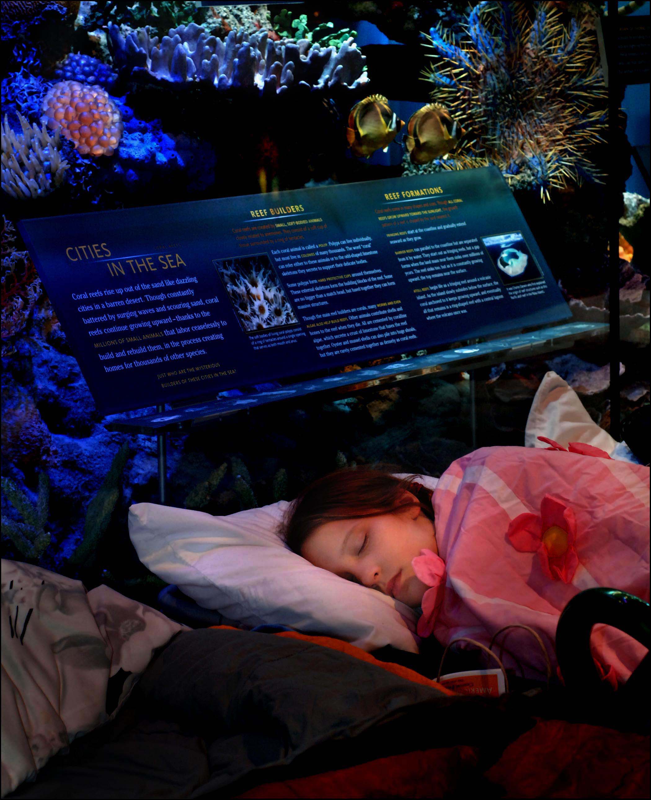 Museum Sleepover