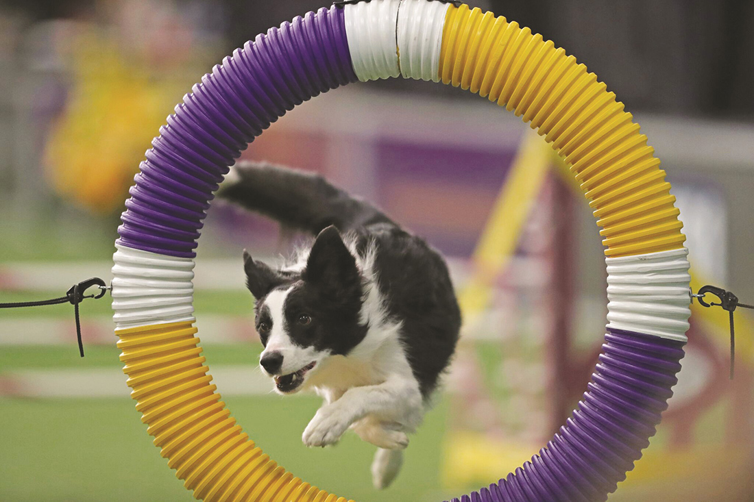 Dog Show 2018
