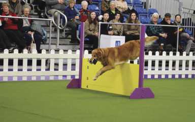 Make a new furry friend at Meet the Breeds
