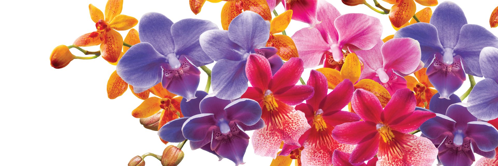 The Orchid Show