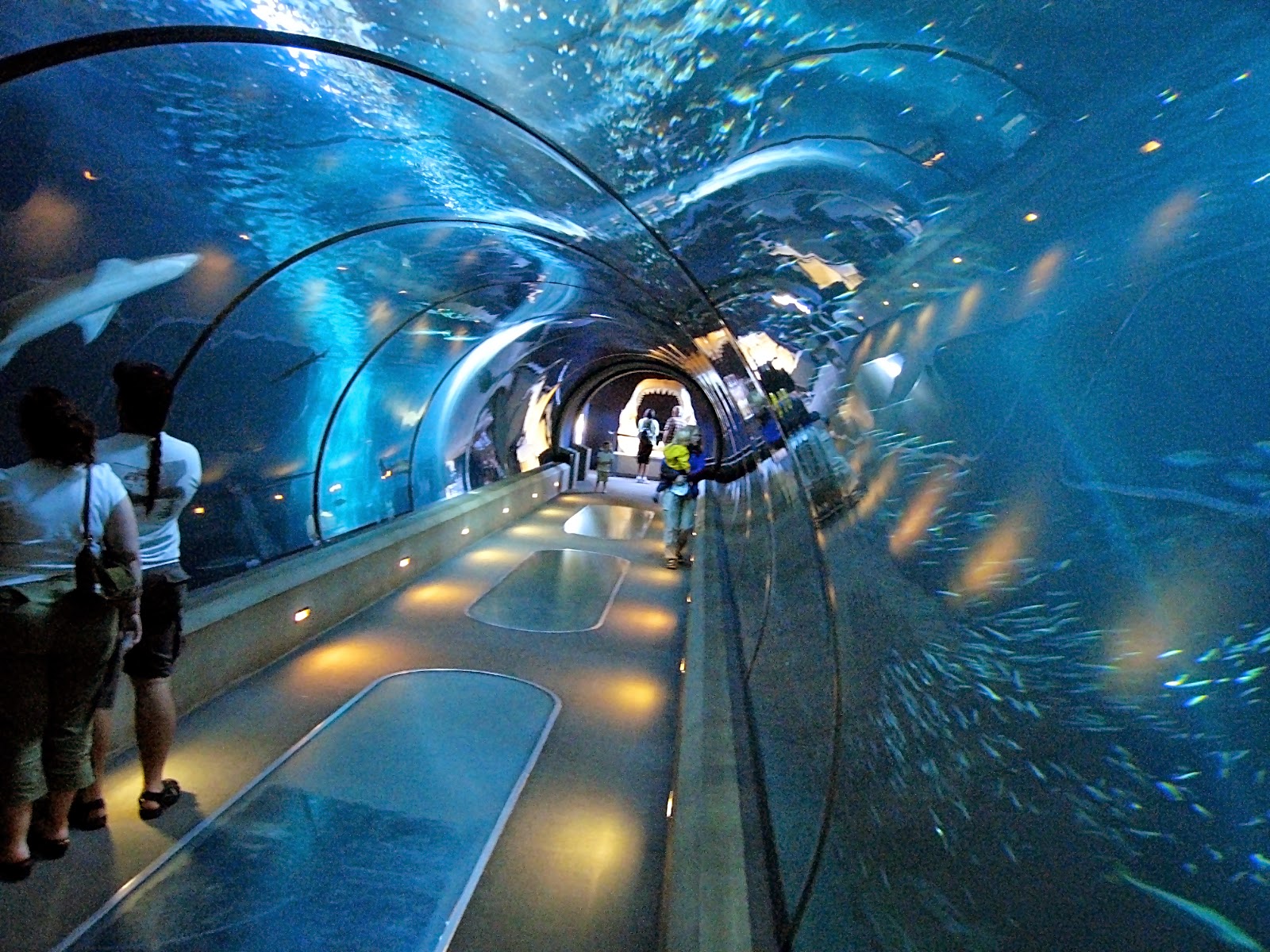 Things To Do Near New York Aquarium Aquarium Views