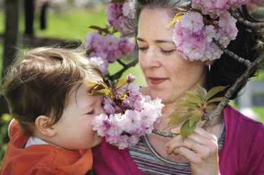 Cherry blossoms bloom in time for Sakura Matsuri at Brooklyn Botanic Garden