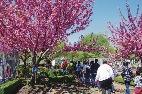 Families celebrate the annual Cherry Blossom Festival at Randall's Island Park with music, face painting, and entertainment.