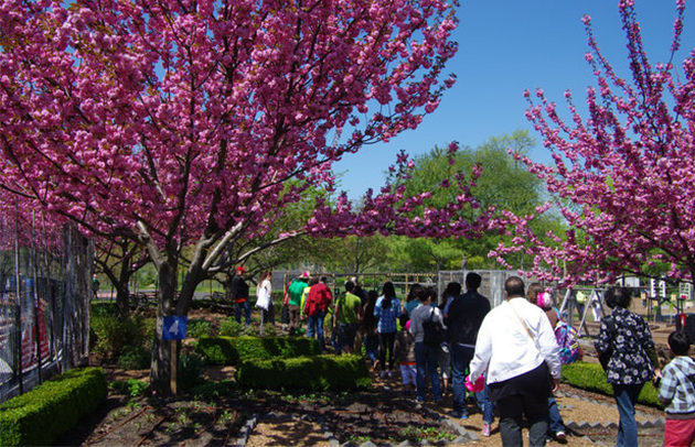 Cherry Blossom Festival at Randall's Island 