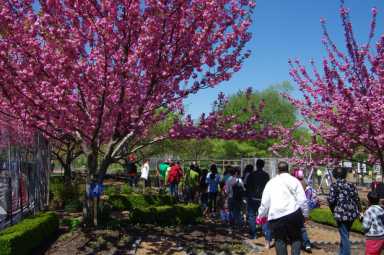 randalls island cherry blossoms