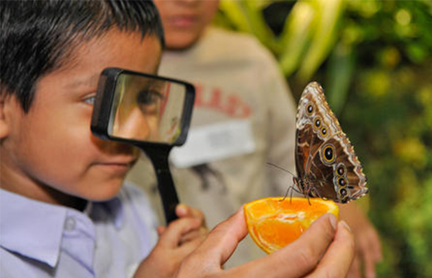The Butterfly Conservatory