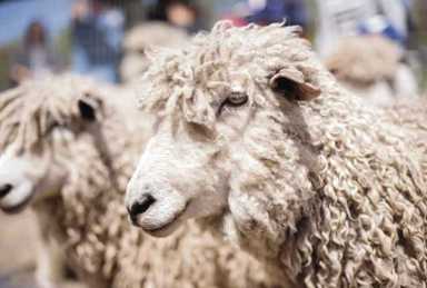 Fleece fun: Participants learn all about sheep, fleece, and more at Lefferts Historic House