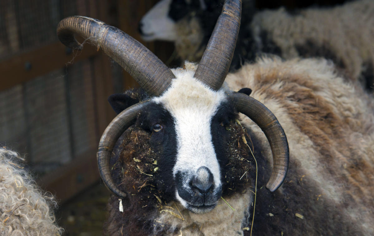 Wild and Woolly Festival 