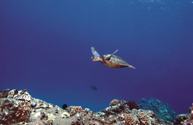 sea turtle swimming