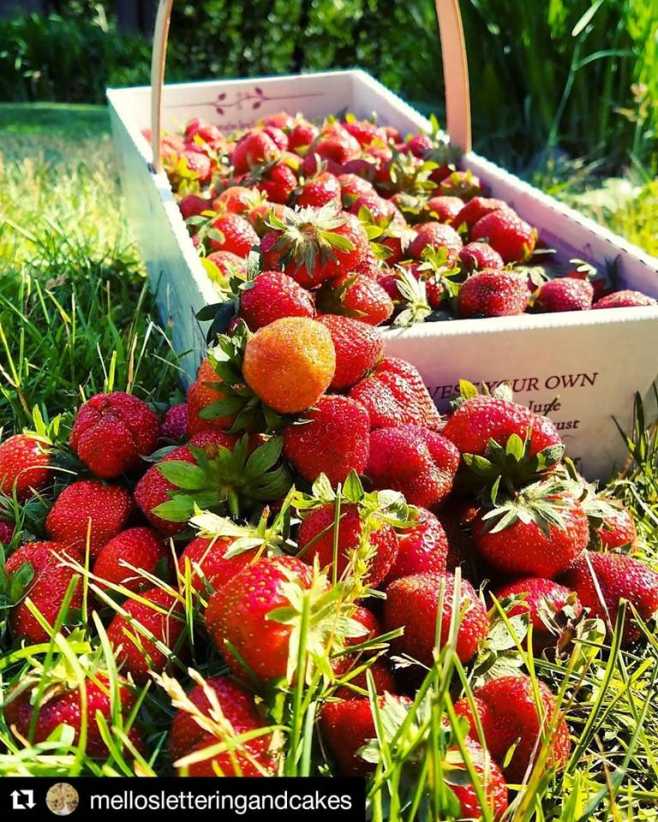 Jones Family Farms 