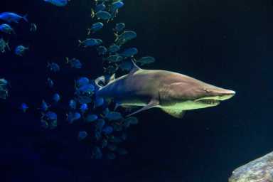 Making a splash: Ocean Wonders – Sharks! exhibit now open at New York Aquarium