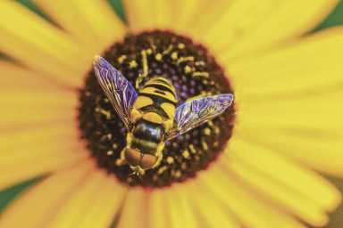 Honey Weekend at Wave Hill