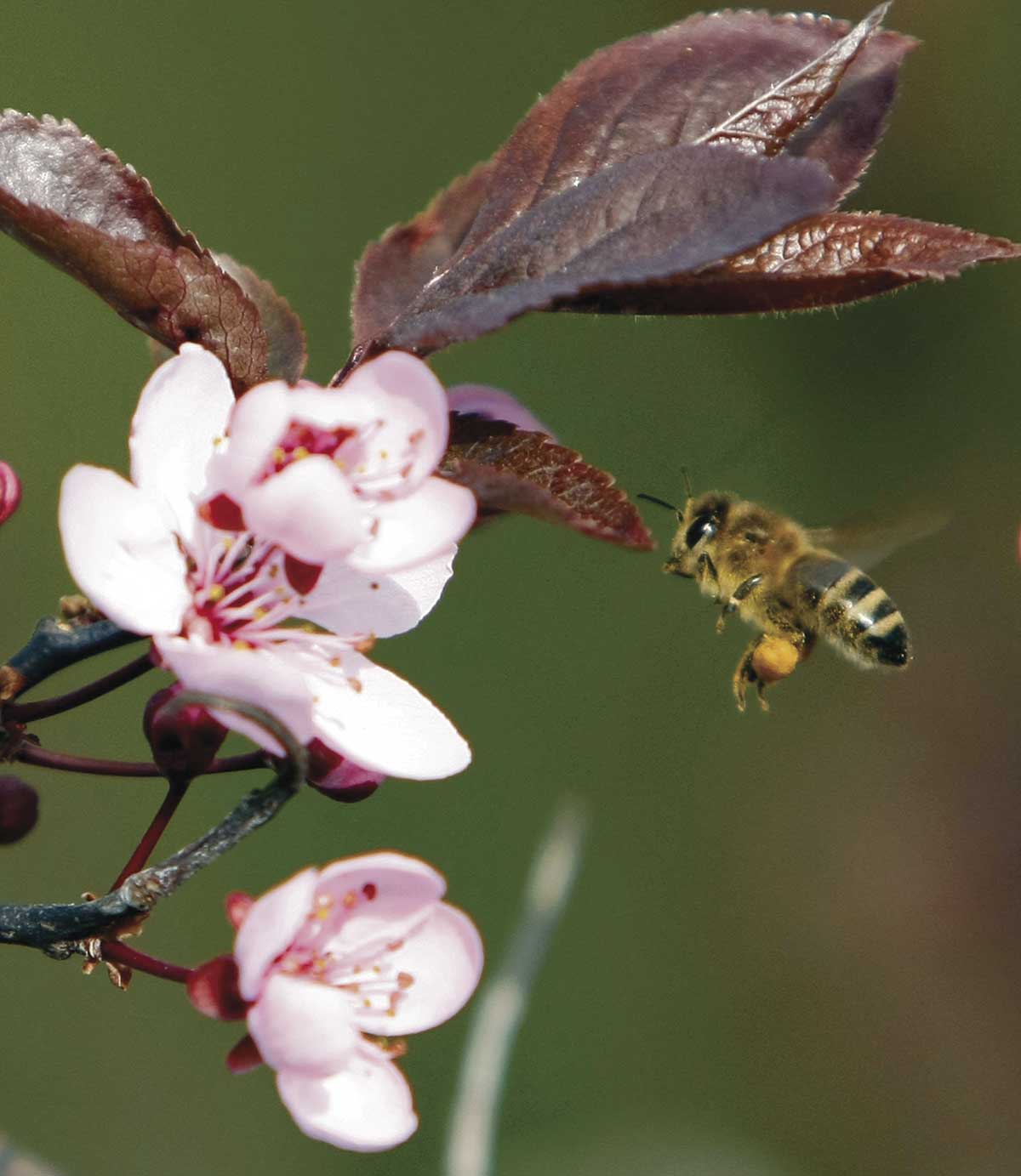 Explore with Dig, Plant, Grow, Pollinator Pals at the New York Botanical Garden