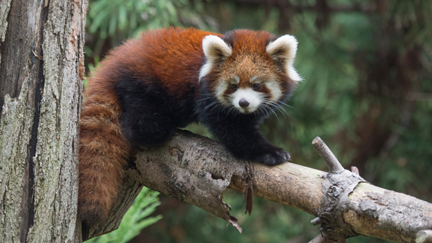 Family Breakfast with the Animals at Central Park Zoo
