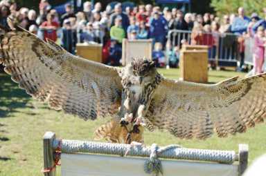 Raptor Fest soars into Van Cortlandt Park