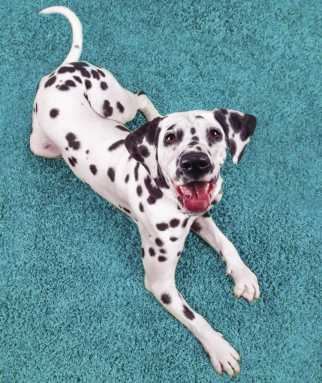 How to help your anxious dog feel more comfortable at home