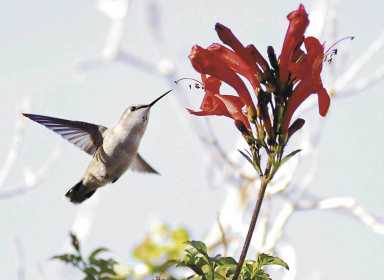 Hummingbird Hootenanny at Battery Park City