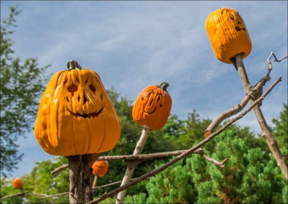 Spooky Pumpkin Garden