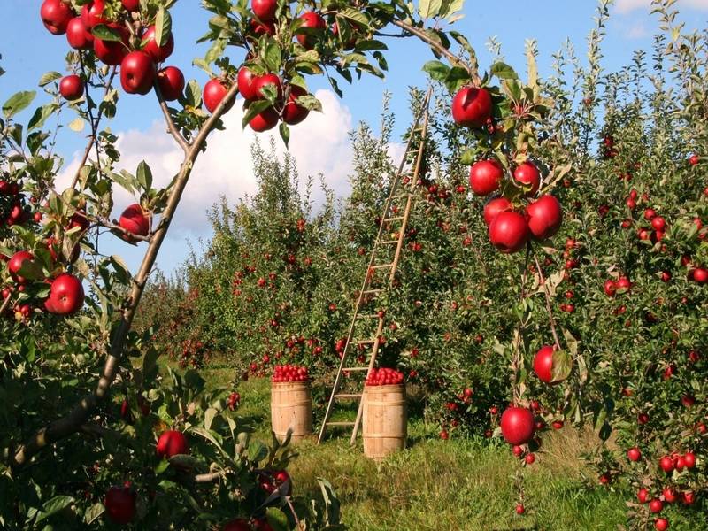 Best ApplePicking & Orchards For Families In NYC