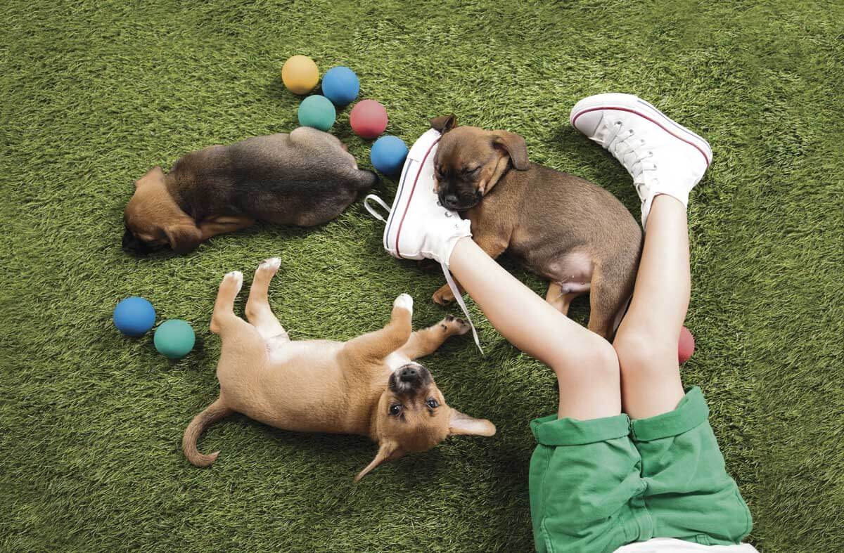 Find your forever friend at Human’s Best Friend immersive playground