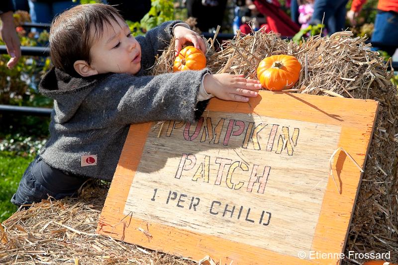 Harvest Festival at Brooklyn Bridge Park