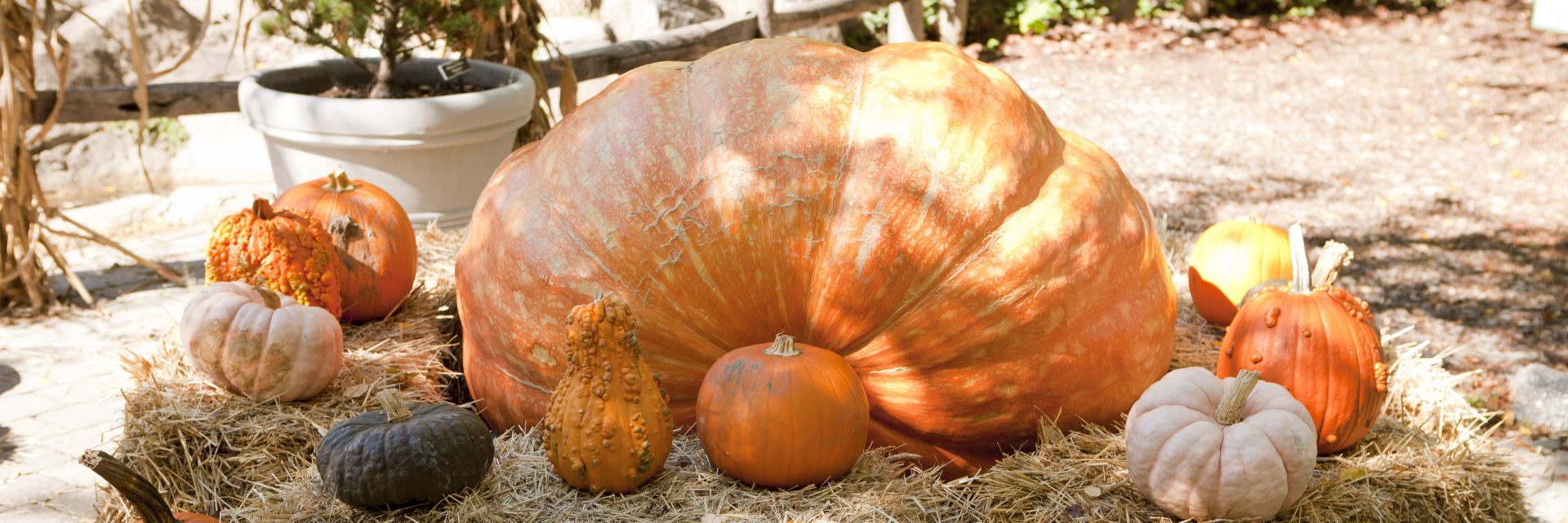 one giant pumpkin a small pumpkin and a gourd