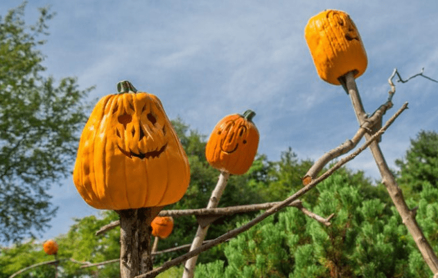 Spooky Pumpkin Night