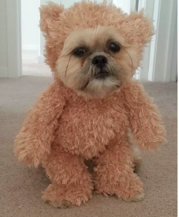 A Walking Teddy Bear
