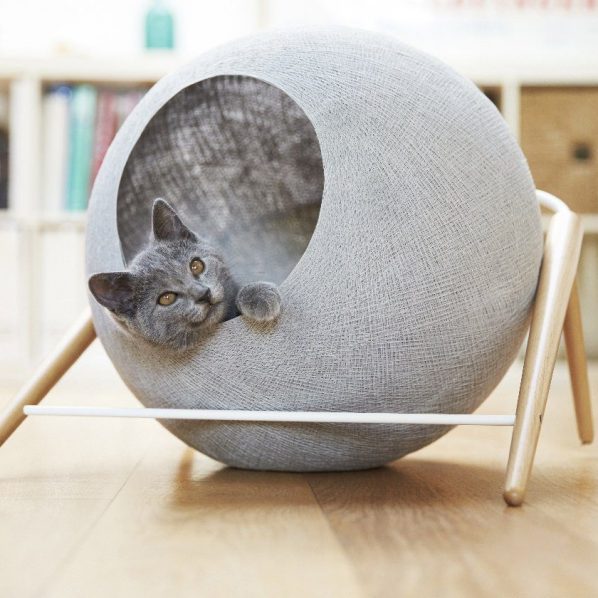 cute kitten in gray circular bed