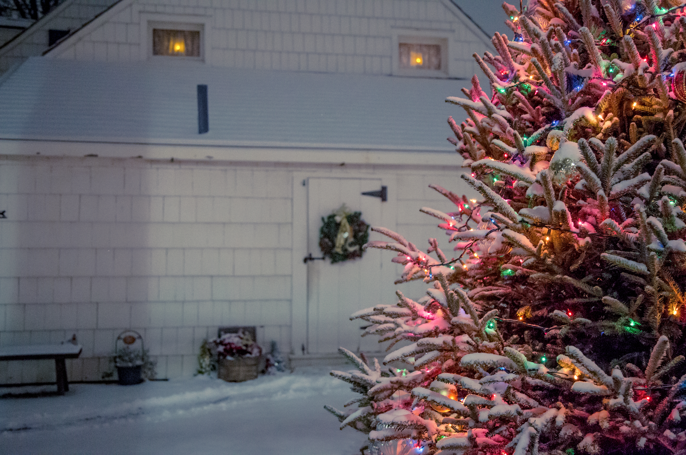 Tree Lighting Ceremony