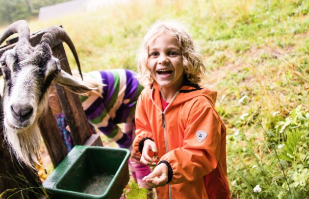 little kid at summer camp feeding a goat