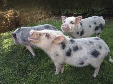 Meet Prospect Park Zoo’s piglets in Lunar New Year event
