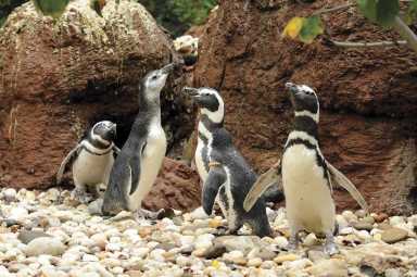 Go behind the scenes at The Zoo: Exhibit Design at the Bronx Zoo