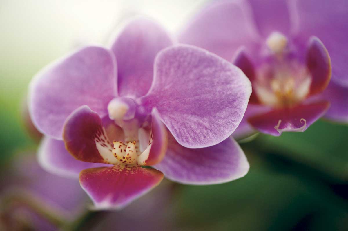 New York Botanical Garden’s Orchid Show is tropical garden paradise