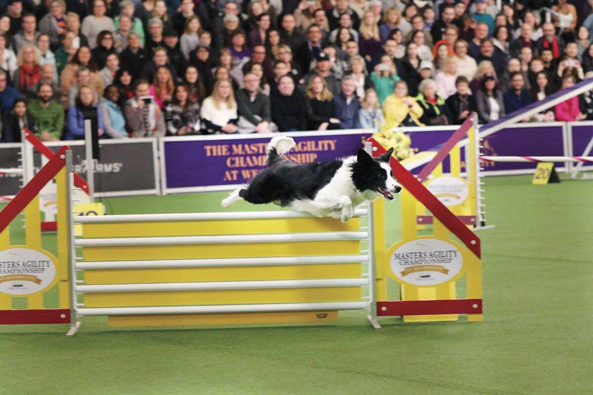 Westminster Kennel Club Dog Show comes to Madison Square Garden