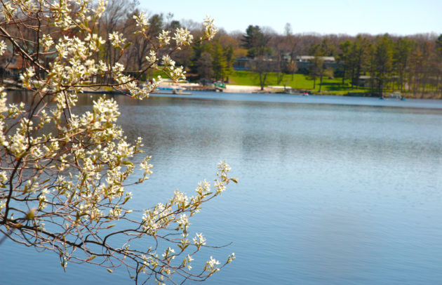 lake with cherry blossoms