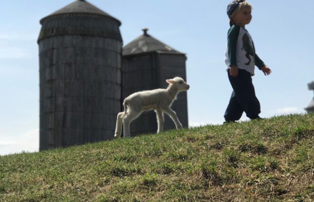 silo and lamb and little kid