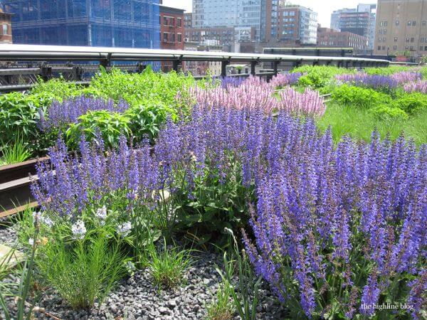 Image result for high line with flowers