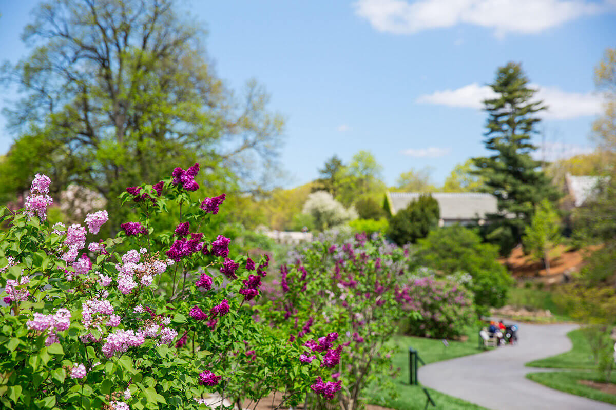 Image result for NYBG Lilac Weekend